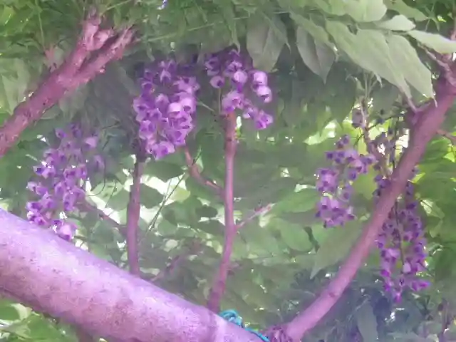 安國論寺(安国論寺)の自然