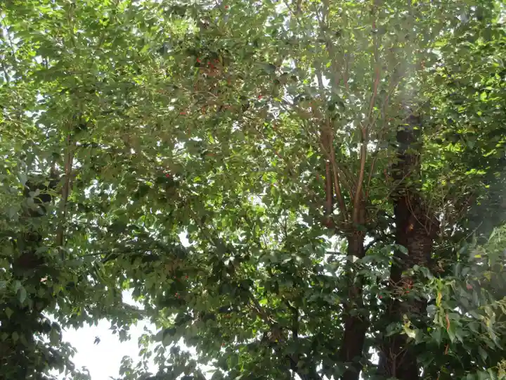 藏王高根神社(神奈川県)