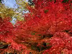 知井八幡神社の自然