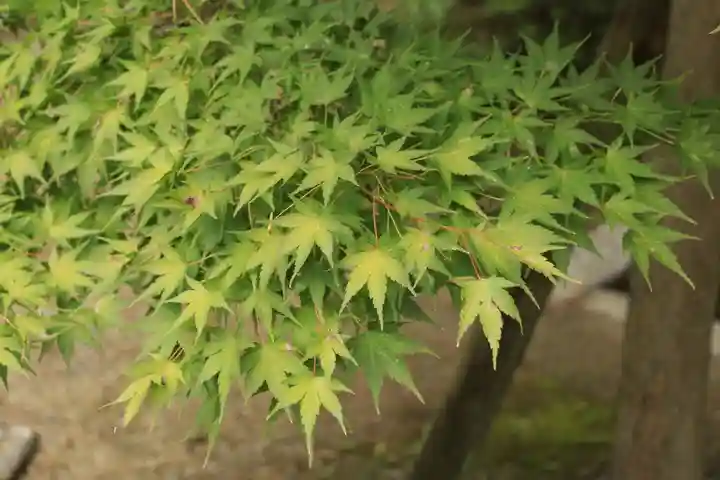 今宮神社(京都府)