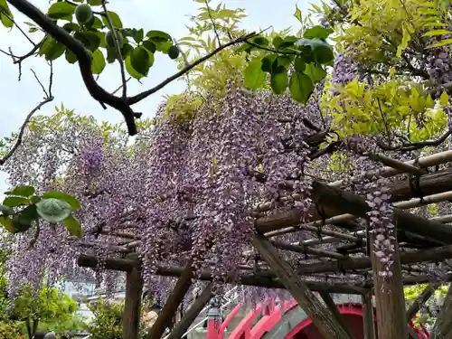 亀戸天神社(東京都)