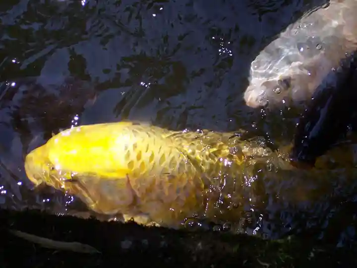 満願寺(栃木県)