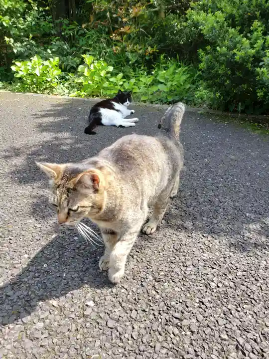 白金氷川神社の動物