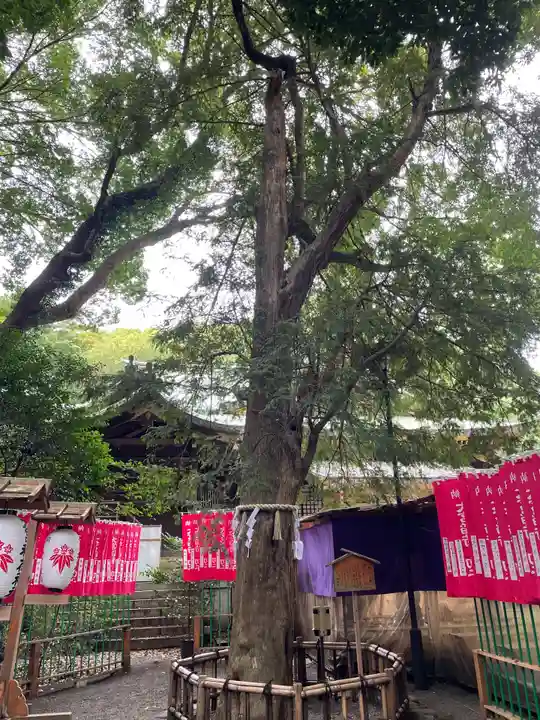 大宮八幡宮の自然