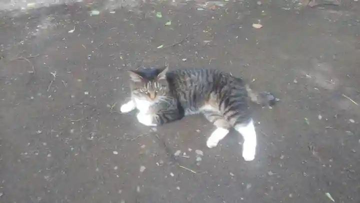 代々木八幡宮(東京都)