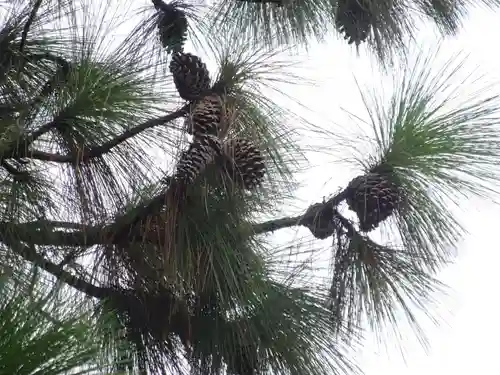 公所浅間神社の自然