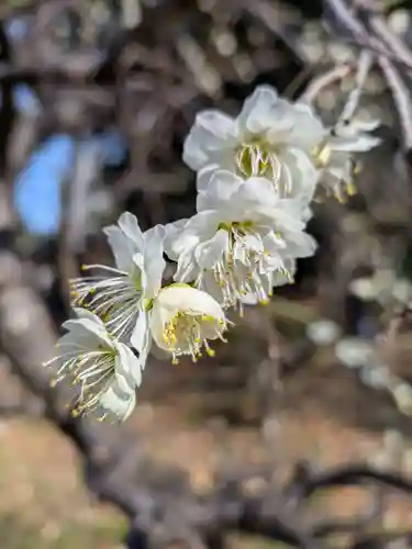 布多天神社(東京都)