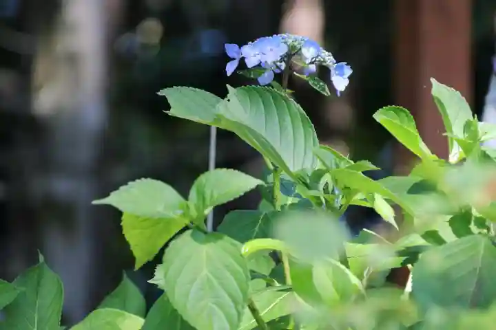 阿久津「田村神社」(郡山市阿久津町)旧社名:伊豆箱根三嶋三社の庭園
