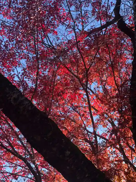 木舟山 順教寺の自然