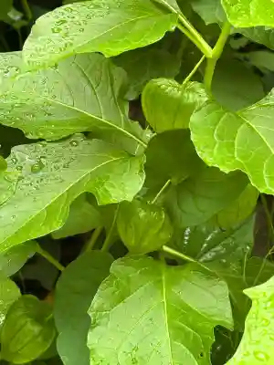 西野神社(北海道)