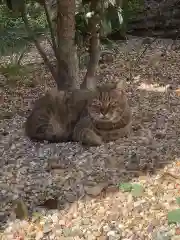 三輪神社の動物