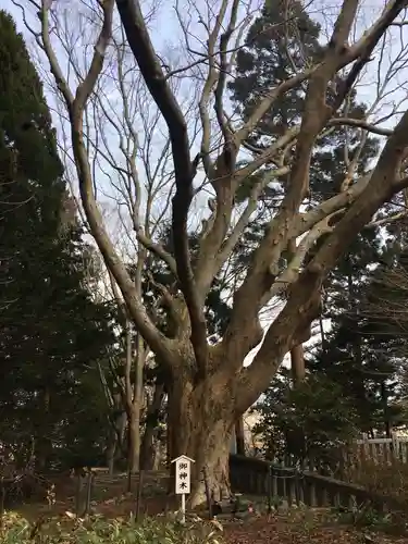 函館八幡宮の自然