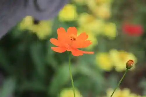大鏑神社の自然