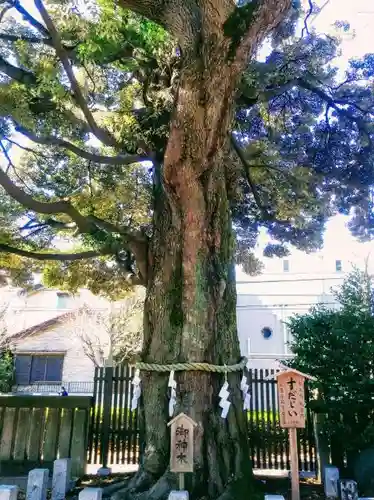 八幡大神社の自然