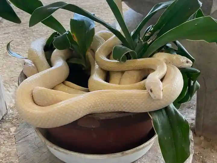 岩国白蛇神社(山口県)