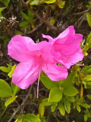柏島神社の自然