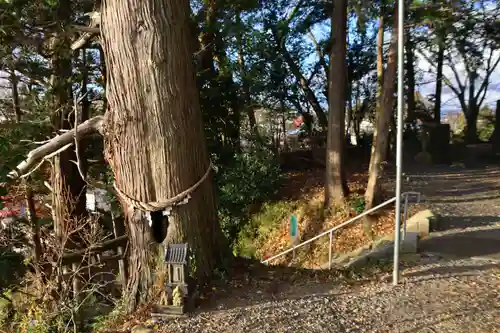 阿久津「田村神社」（郡山市阿久津町）旧社名：伊豆箱根三嶋三社の自然
