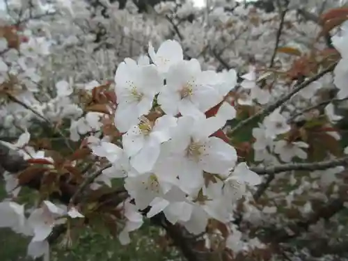 仁和寺の庭園