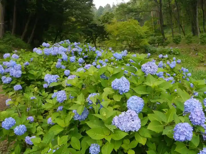 塩船観音寺の自然