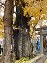 飛木稲荷神社(東京都)