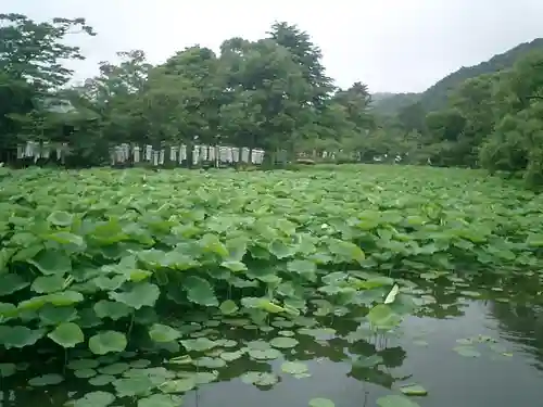 鶴岡八幡宮の庭園