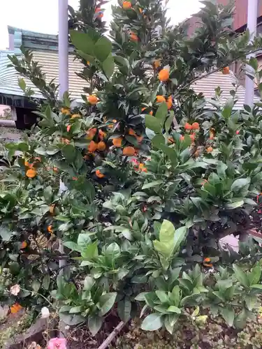 富士浅間神社の自然