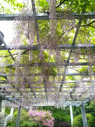 阿智神社の自然