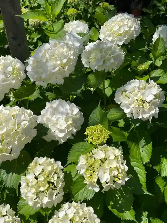 本郷氷川神社(東京都)