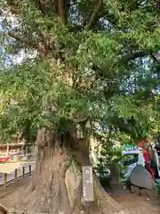 瀬戸神社の自然