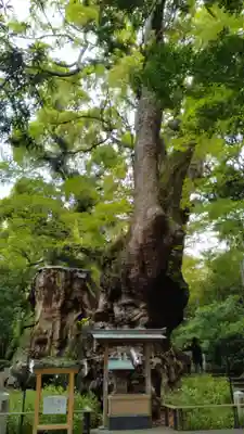 來宮神社(静岡県)