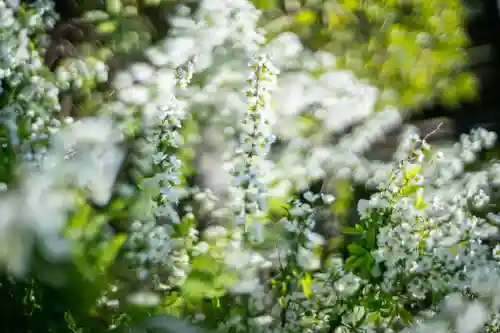 大久保山 自性院の自然