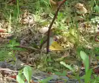留辺蘂神社の動物