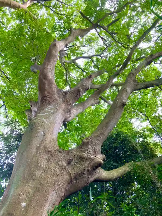 北向き道祖神の自然