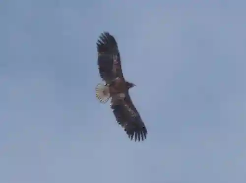 留辺蘂神社の動物