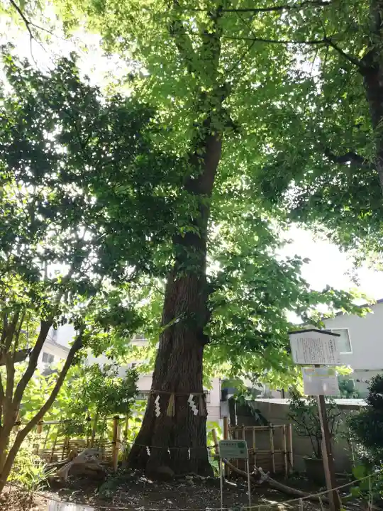 戸越八幡神社の自然