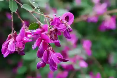 勝念寺（かましきさん）(京都府)