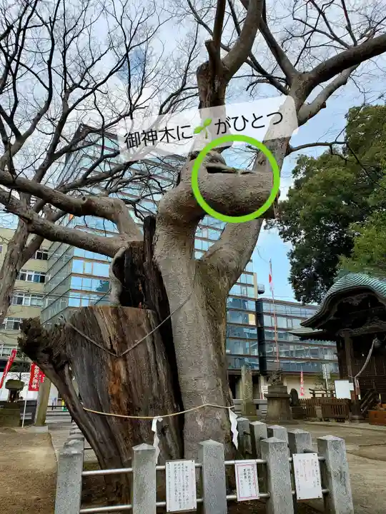 阿邪訶根神社の自然