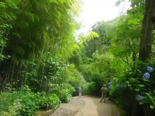 明月院の庭園