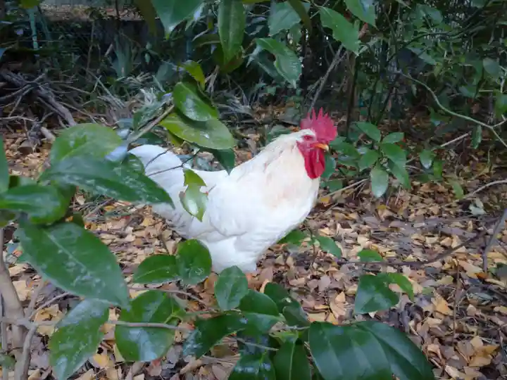 熱田神宮の動物