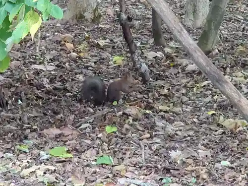 公園八幡宮の動物