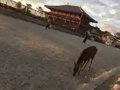 興福寺の動物