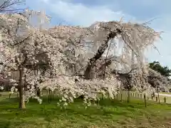 賀茂別雷神社（上賀茂神社）の自然