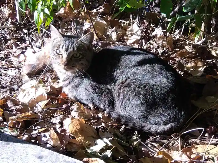 寳塔寺(宝塔寺)(京都府)