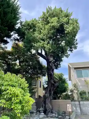 妙隆寺(神奈川県)