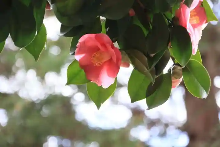 鹿島大神宮の自然