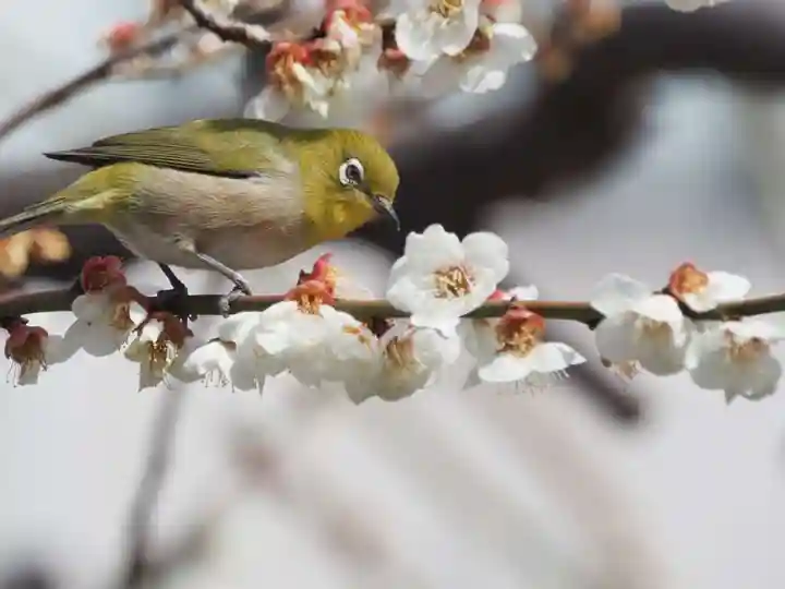町田天満宮の自然
