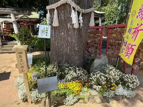 川越八幡宮(埼玉県)