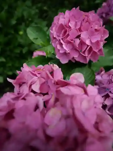 普門寺(切り絵御朱印発祥の寺)の自然