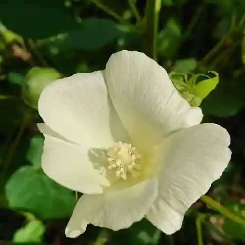 三輪神社の自然