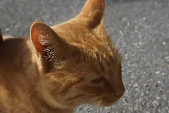 唐澤山神社の動物